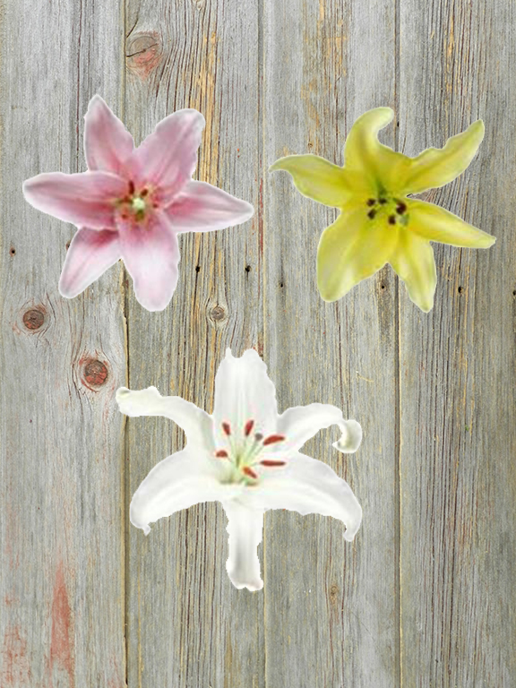 PINKS, WHITE, & YELLOW ASSORTED ORIENTAL LILIES